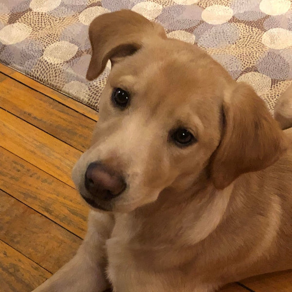 Meet Our Puppy Named Maple