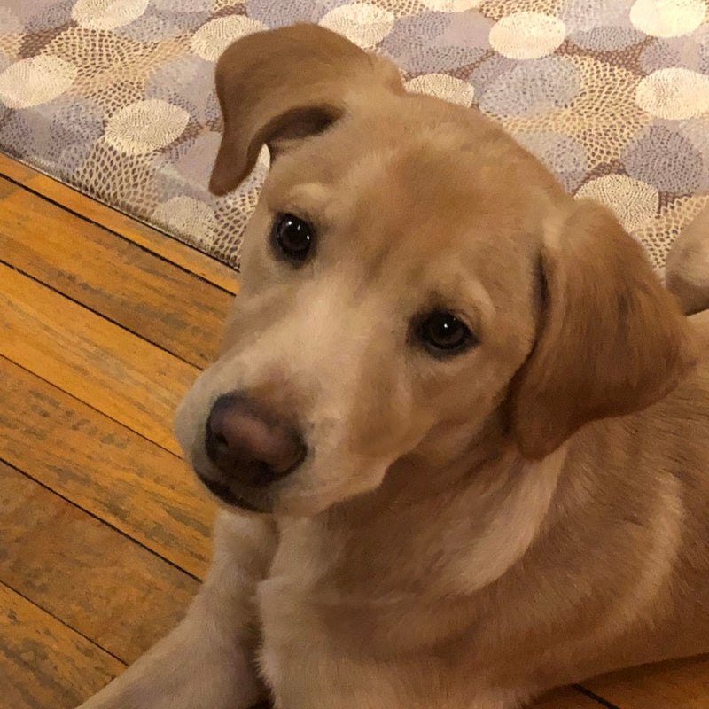 Meet Our Puppy Named Maple