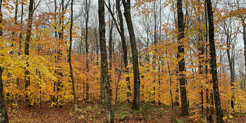 Bird-Friendly Maple Syrup